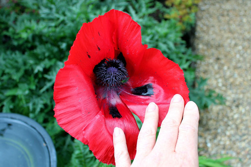 200 Sementes Papoula Gigante Beauty Of Livermere Poppy Flor