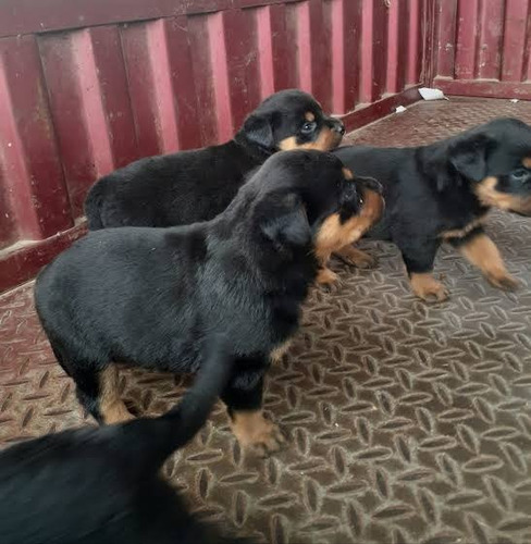Cachorros Rottweiler