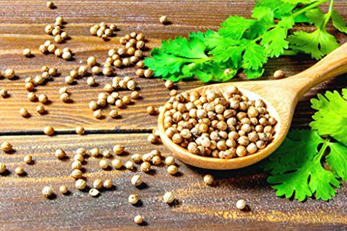 Semillas De Cilantro Coriandro Magnum Para Huerto De Hierbas