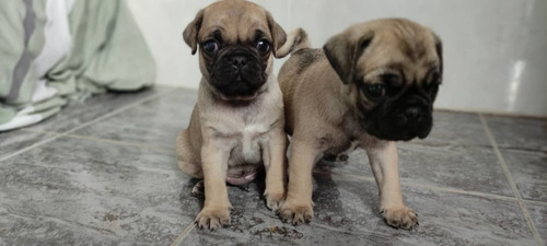 Imagen 2 de 3 de Pug Carlino Macho !!!