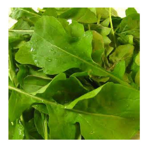 + De 5000 Semillas De Eruca Vesicaria - Arugula O Rucola