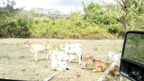Imagen 6 de 30 de Finca En Mirimire Estado Falcon De 941 Hectáreas
