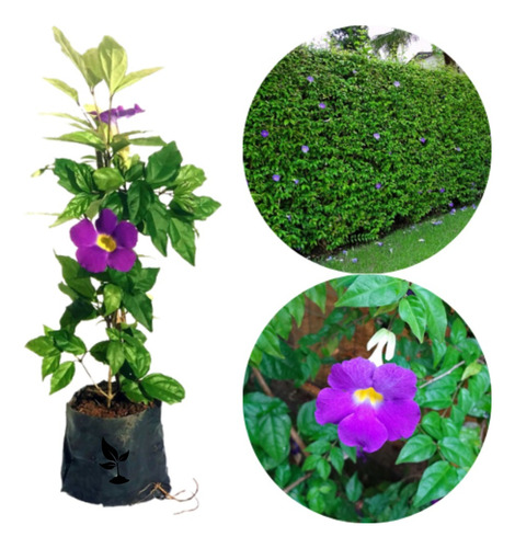 Tumbergia Roxa 20 Mudas (thunbergia Erecta)