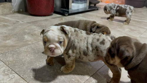 Bulldog Ingles Merle Registro Digital Marle
