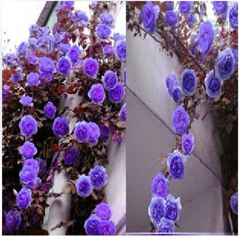 Semillas Exóticas.rosal Trepador Enredadera Purpura.flores