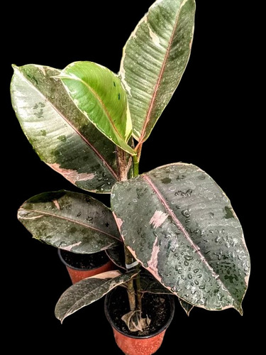 Ficus Elástica Colección- Gomero - Ruby - Variegado - Lemon
