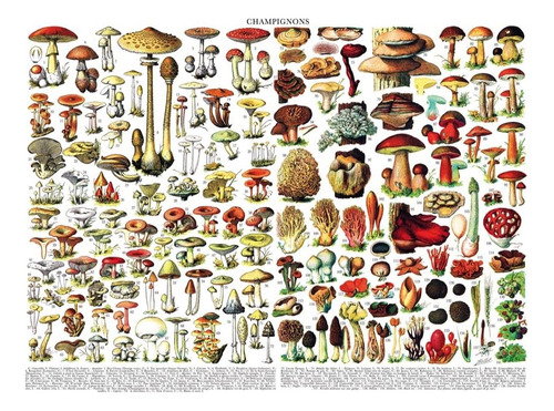 New York Puzzle Company - Vintage Images Champignons - 1000
