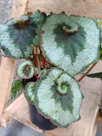 Begonia Caracol | MercadoLivre 📦