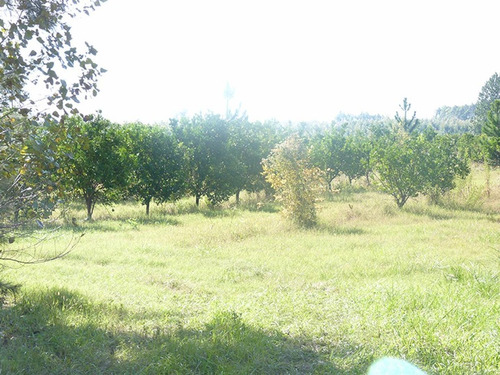 Imagen 18 de 30 de Quinta Cítrica - 112 Has. - Concordia