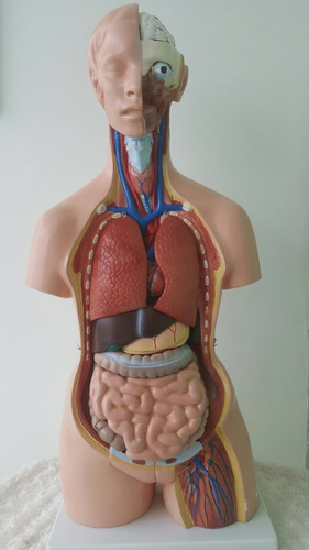 Modelo Anatomico De Torso Humano Unisex De 23 Partes | Envío gratis