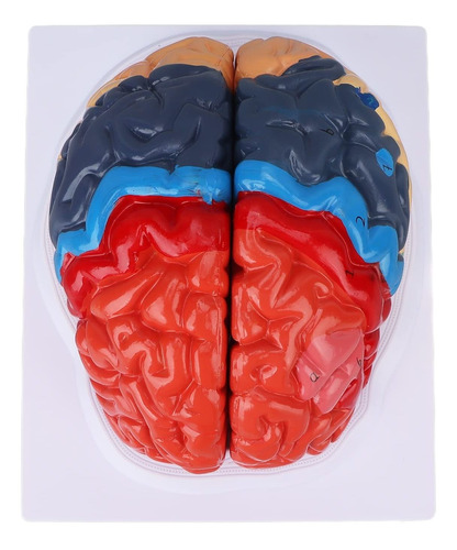 Modelo Anatomico Cerebro Humano Adjunto Color Dividido