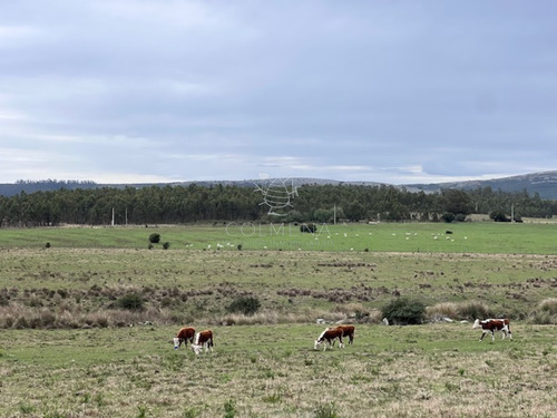 Campo De 22 Has 6862 M2 Cerca De Punta Del Este