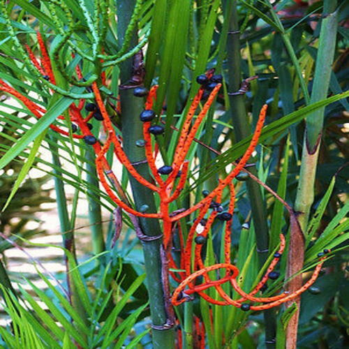 Chamaedorea Seifrizii/muda Com 80 Cm!