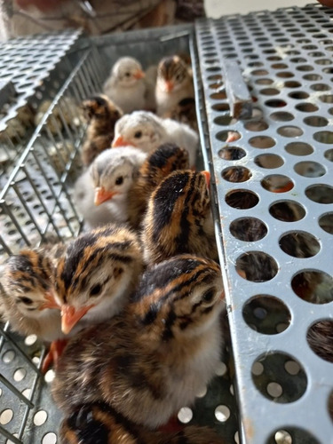 Gallinas De Guinea (Usado)