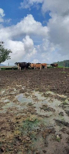 Imagen 20 de 27 de Finca En Venta Chiguará