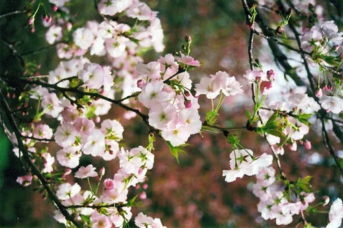 Cerezo Sakura Miyako (flor Blanca, Doble) - Cañuelas