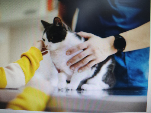 Venda De Clínica Veterinária Em Funcionamento