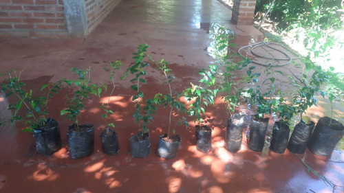 Imagen 5 de 9 de Pitanga Planta H E R Mo S A - E. Gratis Amba