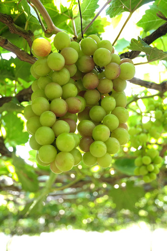 Vinilo Decorativo 50x75cm Uva Grape Fruta Sabor Dulce M7