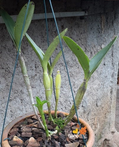 Guarianthe Skinneri Var. Semi Alba A D - B S