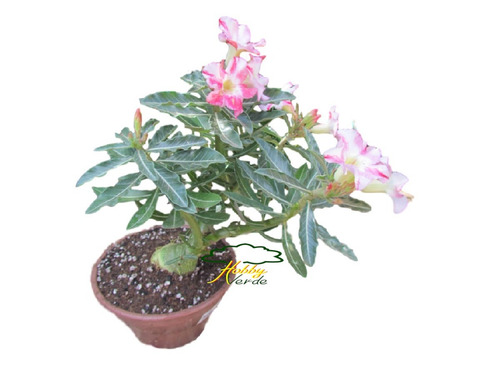 Imagem 7 de 10 de Substrato Rosa Do Deserto Adenium Mix Premium Floração 30l