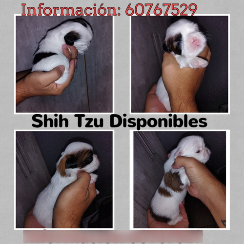 Shih Tzu Disponiblesmachos Y Hembra 