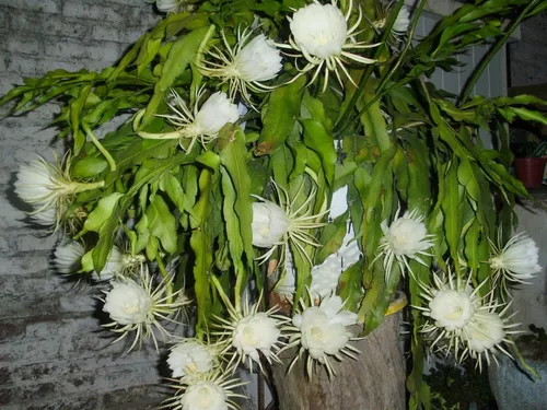 Cactus Dama De Noche: 1 Planta en venta en Suchiapa Chiapas por sólo $  65.00 - OCompra.com Mexico