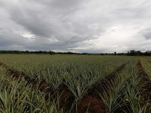 Finca 1,595 Tareas Por Hacienda Estrella Santo Domingo