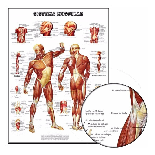 Mapa Hd Sistema Muscular 65x100cm Poster Para Decorar Sala - Plastificado