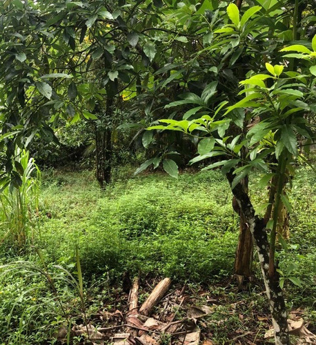 Imagem 1 de 12 de Terreno Medindo 465m², À Venda Em Itanhaém