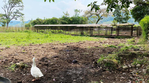 Imagen 13 de 30 de Finca Ganadera En Venta Táchira