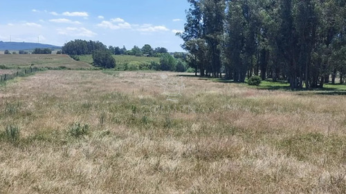 Campo Ganadero En Las Cañas - Col 7635