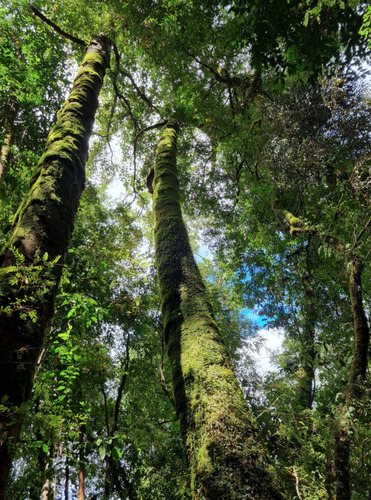 Terreno En Chiloe - Reserva Chucao