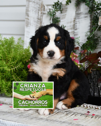 Boyero De Berna De Selección, Cachorros En Caba 100% Puros.