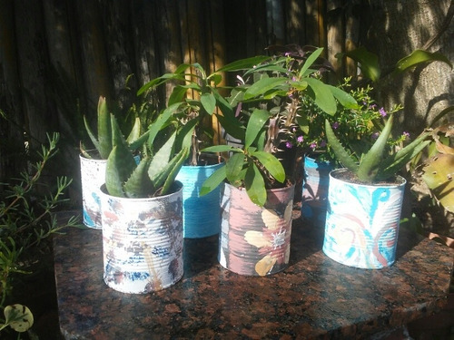 Imagen 4 de 4 de Aloe Vera - Planta Medicinal