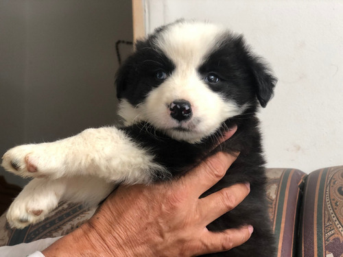 Cachorros Border Collie Medellín Bogota