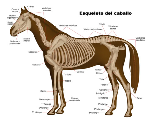 Esqueleto Del Caballo - Equitación Hipismo - Lámina 45x30 Cm