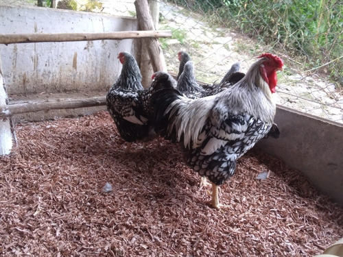 Wyandotte Prata Laceado 12 Ovos Galados-linhagem Importada