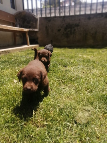 Cachorros Labrador Retriever Chocolate Padres Con Pedigree
