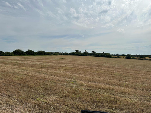 Campo Agrícola