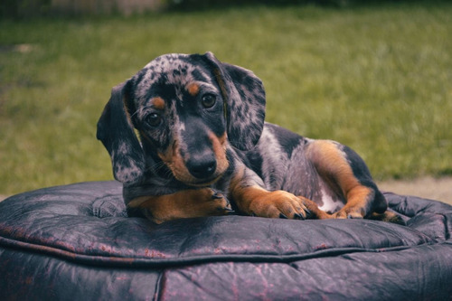 Cachorros Teckel Blue Merle Disponible Salchicha Arlequín 