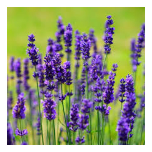 Semillas De Lavanda Angustifolia (lavándula Angustifolia)