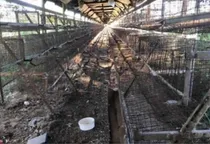 Comprar Jaulas Para 20 Ponedoras Conti De 5 Bocas Envíos Al País