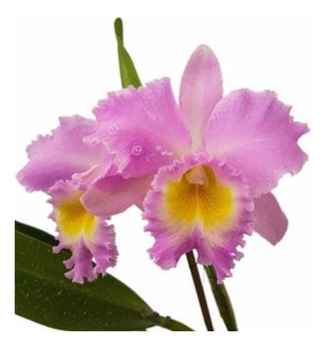 Orquídea Bc. Pastoral Rosa Planta Adulta