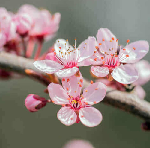 50 Semillas De Almendro Garrigues