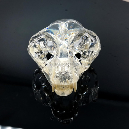 Modelo Anatómico Dental De Cráneo Felino Para Clínica