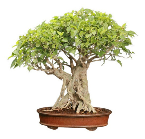 20 Sementes Ficus Religiosa Árvore De Buda Bonsai Ou Jardim