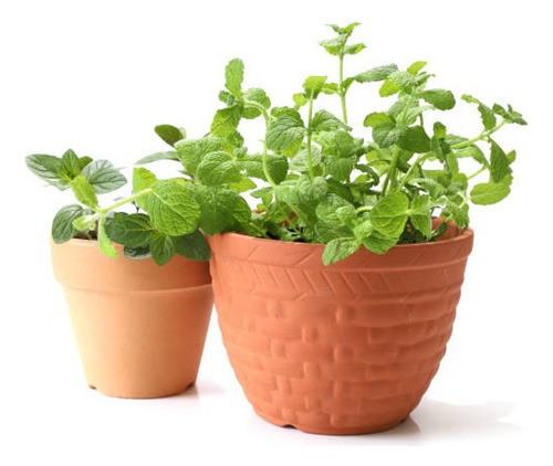 70 Sementes De Hortelã Menta - Mentha