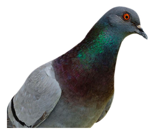 2 Estatuas De Palomas, Estacas De Jardín, Figuritas De