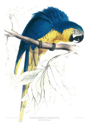 Gravura De Pássaro - Macrocercus Ararauna - 150,00